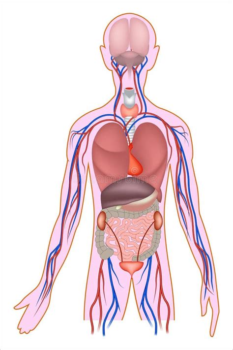 Anatom A Humana Infograf A De Rganos Internos Ilustraci N Del Vector