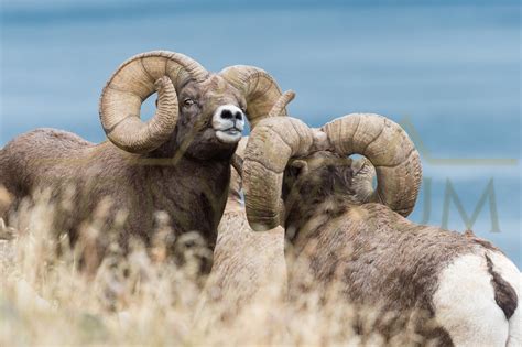 Bighorn Ram New World Record Found In Montana — Tony Bynum Photography