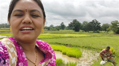 Primitive Way To Paddy Farming In Odisha Village Odisha Life Style