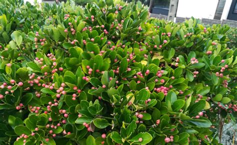 Fusain Du Japon Euonymus Japonicus Plantation Taille Entretien