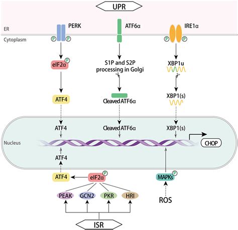 Frontiers Transcription Factor C EBP Homologous Protein In Health And