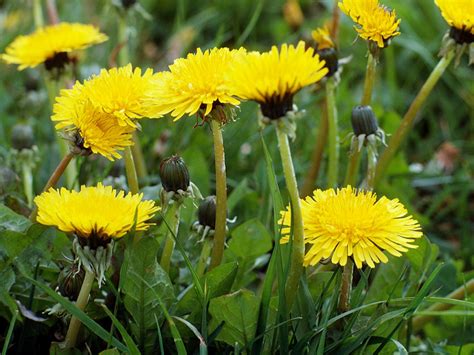 Top 10 Health Benefits Of Dandelion Blog Nepal Himalayan Yoga Academy Teacher Training