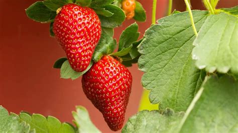 How to Grow Strawberries Indoors – Slick Garden