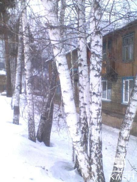 Берёза повислая — купить саженцы в Красноярске в питомнике растений Клён
