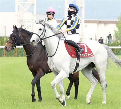 【読売マイラーズc】初マイルのガイアフォースが2着健闘 西村淳也騎手「操縦性にあふれた馬だと思います」 競馬ニュース