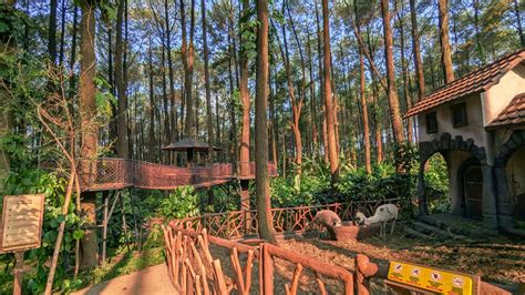 Keajaiban Alam Di Enchanting Forest Taman Safari Prigen Destinasi