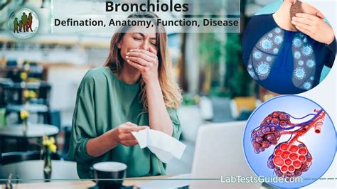 Bronchioles: Anatomy, Function, and Disease