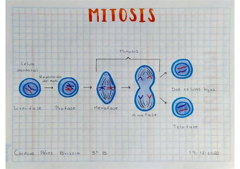 SOLUTION Mitosis Y Meiosis Studypool