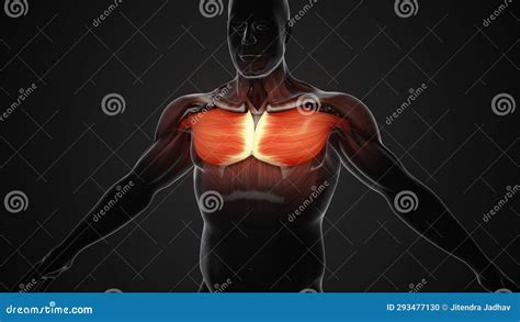 Pain And Injury In The Chest Pectoralis Major And Minor Muscles Stock