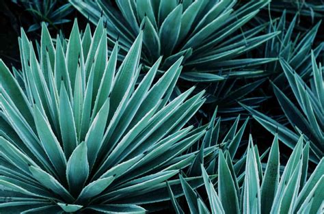 Agave Plantation Culture Et Entretien De Cette Succulente