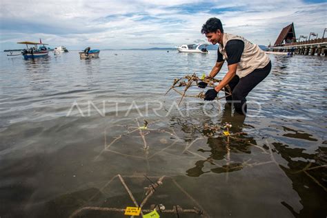 Transplantasi Terumbu Karang Di Pulau Bunaken ANTARA Foto