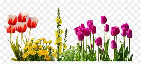 Tulips Spring Flowers Flower Bed Plant Nature Spring Flowers Png