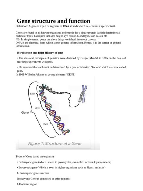 gene structure  function  gene intron