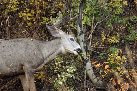 Deer Scrape & Deer Sign (how to identify & decode deer signs)