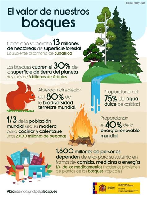 El Valor De Nuestros Bosques