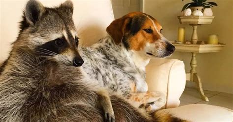 Watch This Before You Get A Pet Raccoon