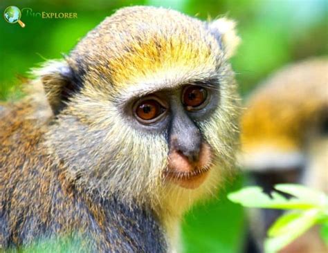 Mona Monkey Characteristics Cercopithecus Mona Diet And Facts