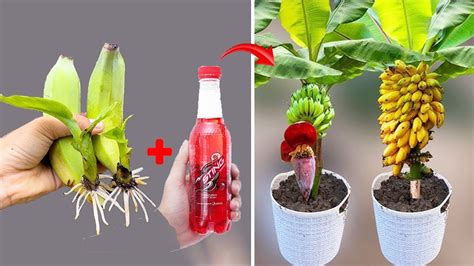 New Method Of Propagating Bananas Using Bananas And Carbonated Sugar