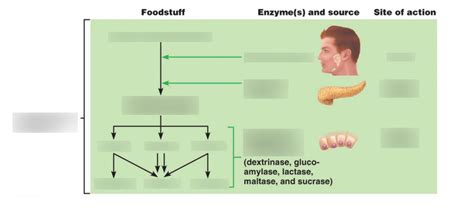 Lab Eight Carbohydrate Digestion And Absorption Diagram Quizlet