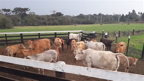 Pc Recupera Carga De Gado Roubado De Fazenda Em Marquinho