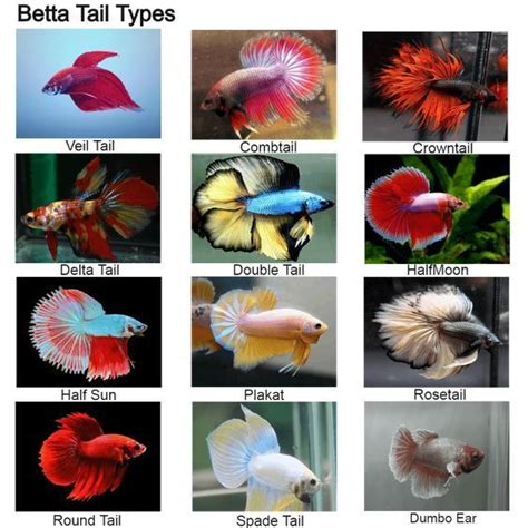 The Different Types Of Betta Fish