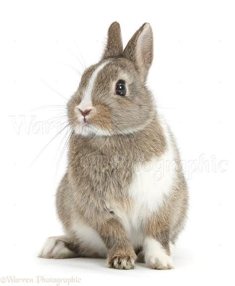 Brown And White Netherland Bunny Photo Wp38482