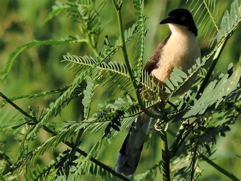 Black Capped Donacobius From Barrancabermeja Co St Co On January