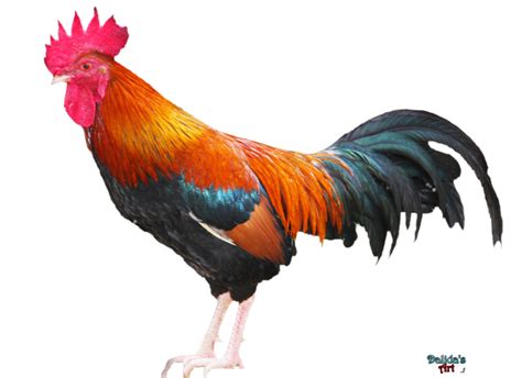 Rooster Png Download Image