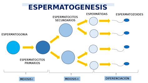 Espermatozoide Qu Es Sus Partes Y Funci N In Vitro Buenos Aires