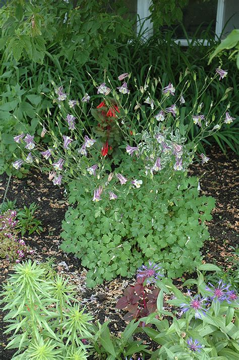 Common Columbine Aquilegia Vulgaris In Edmonton St Albert Sherwood