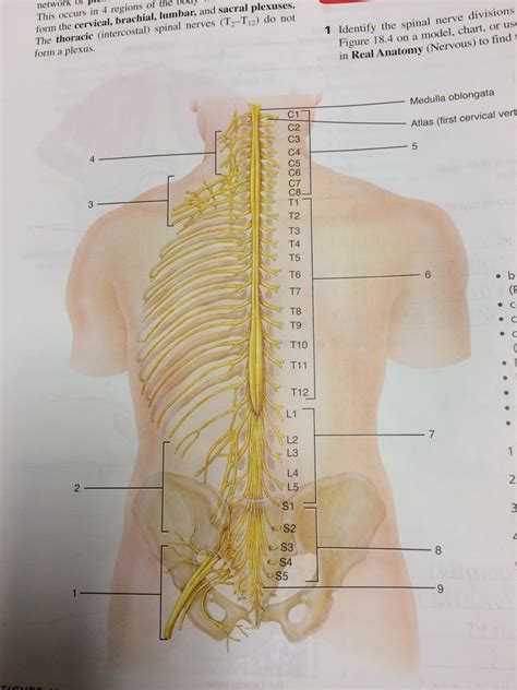 18 4 Posterior View Of The Four Spinal Plexuses Diagram Quizlet