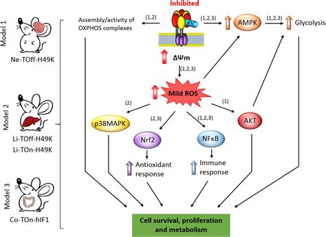 Frontiers A Review Of The Inhibition Of The Mitochondrial Atp