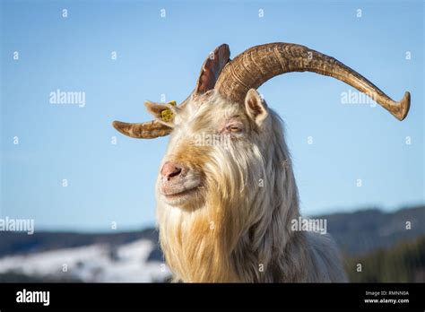 Domestic Goat Capra Hircus Male Hi Res Stock Photography And Images Alamy