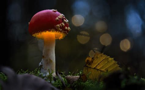 Fly Agaric Amanita Muscaria By J Rg Friedhof On Youpic