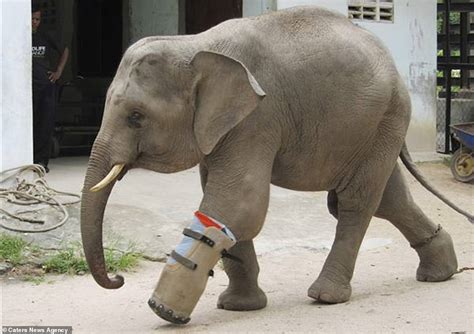 Look At Me Now” Elephant Walks Proudly With Prosthetic Leg After