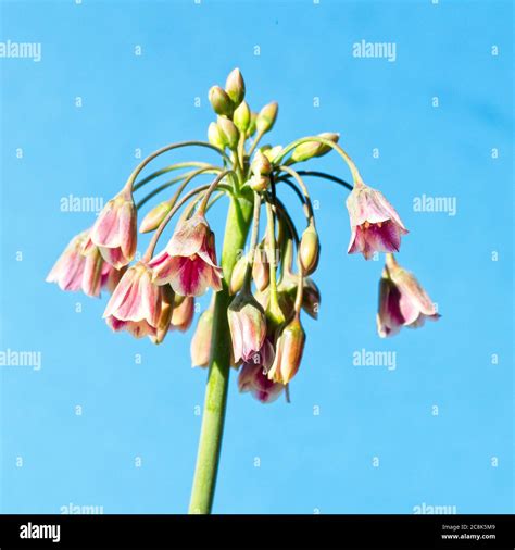 A Flowerhead Of Nectaroscordum Siculum Subsp Bulgaricum Also Known As