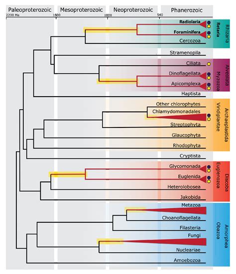 Single Cell Genomics Reveals The Divergent Mitochondrial Genomes Of