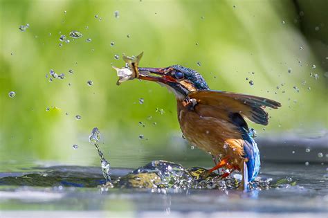 Success Kingfisher Catching A Fish By Mark Medcalf