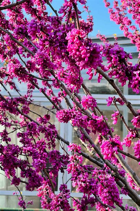 How To Grow And Care For Redbud Trees Gardeners Path