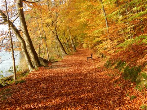 Fotoğraf ağaç doğa çöl iz Güneş ışığı Yaprak sonbahar sezon