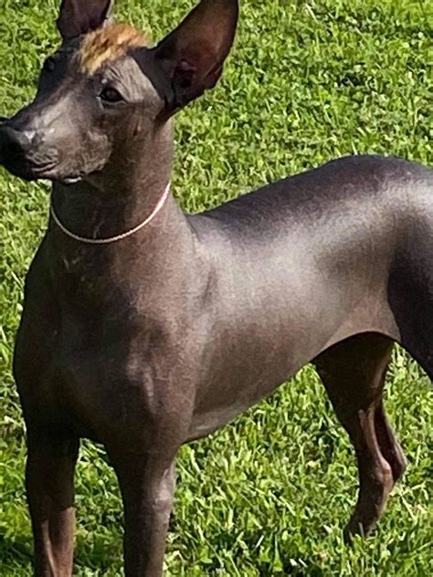 Xoloitzcuintli Xolo Puppies For Sale