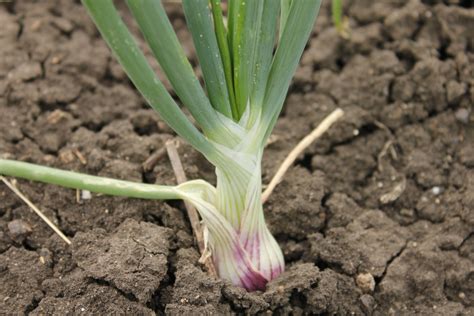 Life at Dharwad: Onion plant and flowers