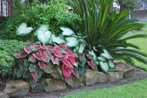 Creating Captivating Caladium Landscapes