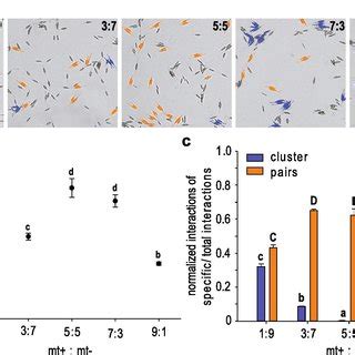 Mating Type Determination In Cylindrotheca Closterium Crosses Of Cyc1