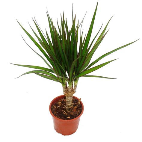 Dragon Tree Dracaena Marginata 1 Plant Easy Care Indoor Plant