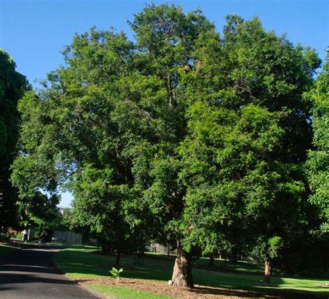 Lilly Pilly Tree Removal Sydney Trees Down Under