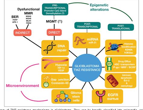 Figure From A Multifaceted Review Of Temozolomide Resistance