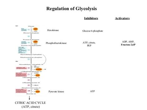 13 Biochemistry Glycolysis