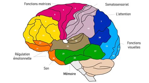 Mémoire Définition Rôle Fonctionnement Troubles