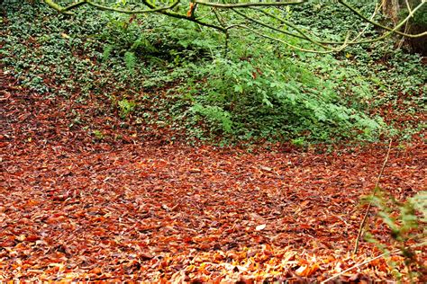 Autumn Leaves Img Alison Halliday Flickr